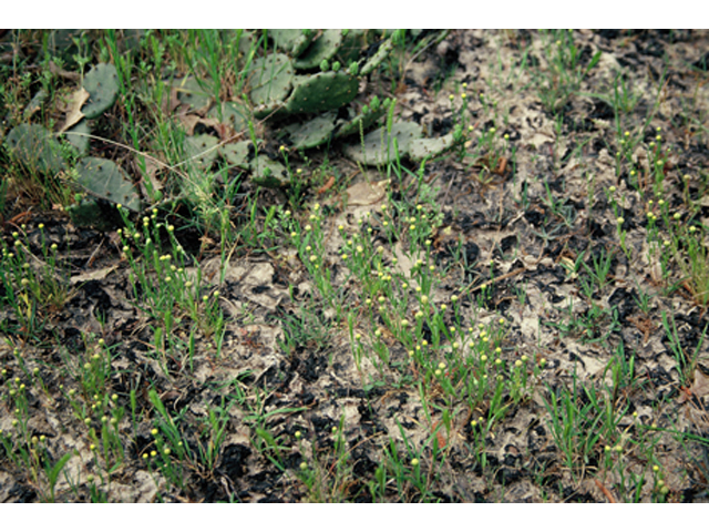 Hymenoxys texana (Texas prairie dawn) #37056