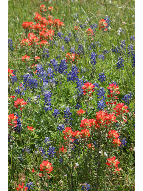 Castilleja indivisa (Texas indian paintbrush) #37057