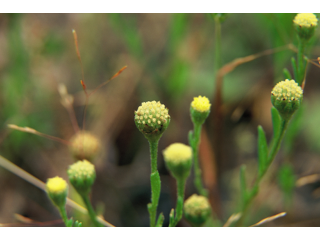 Hymenoxys texana (Texas prairie dawn) #37071