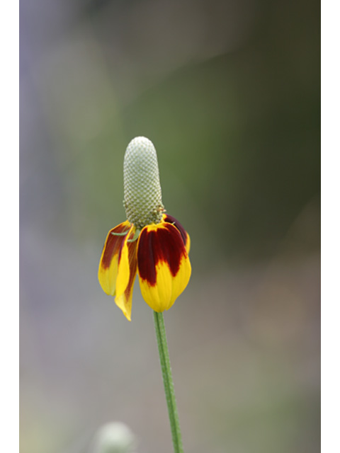 Ratibida columnifera (Mexican hat) #37086