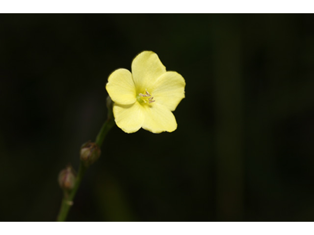 Linum medium var. texanum (Stiff yellow flax) #37134