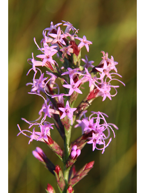 Liatris acidota (Sharp blazing star) #37177