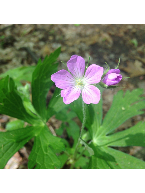 Geranium maculatum (Spotted geranium) #45071