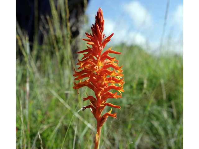 Dichromanthus cinnabarinus (Scarlet ladies'-tresses) #51788