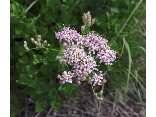 Acourtia wrightii (Brownfoot) #51800