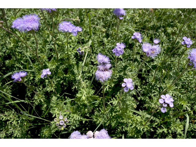 Conoclinium greggii (Gregg's mistflower ) #51807