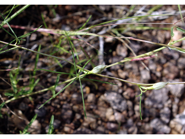 Ipomoea costellata (Crestrib morning-glory) #51809