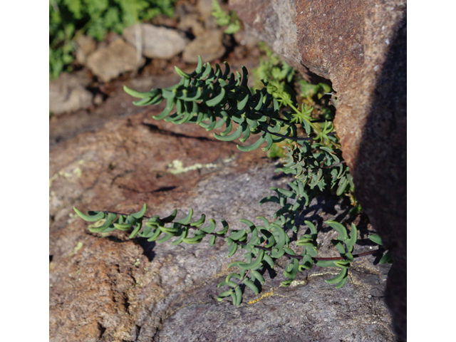 Pellaea ternifolia (Trans-pecos cliffbrake) #51816