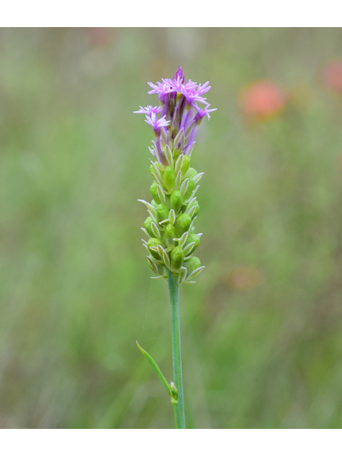 Polygala incarnata (Procession flower) #61590