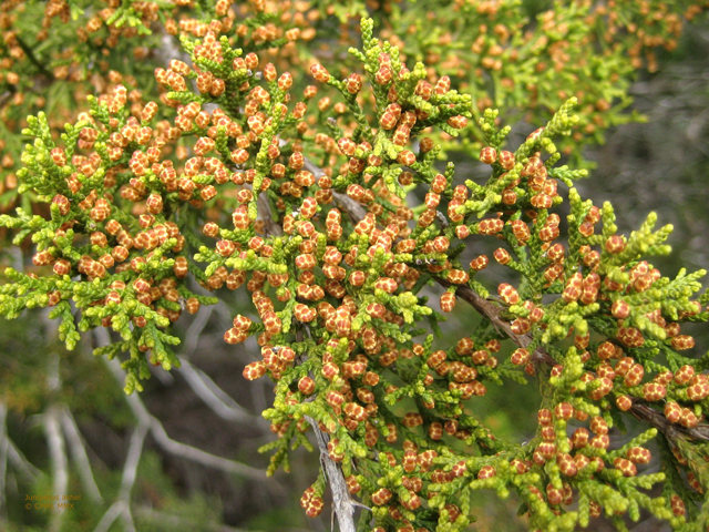 Juniperus ashei (Ashe juniper) #28557