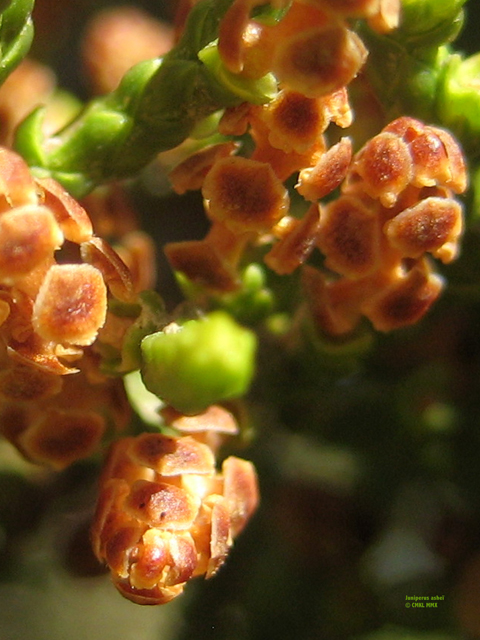 Juniperus ashei (Ashe juniper) #28558