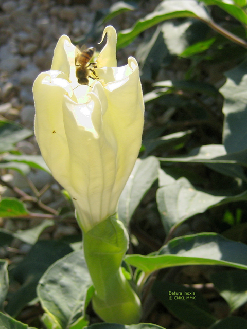 Datura wrightii (Jimsonweed) #28566