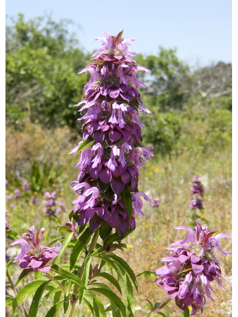 Monarda citriodora (Lemon beebalm) #31230