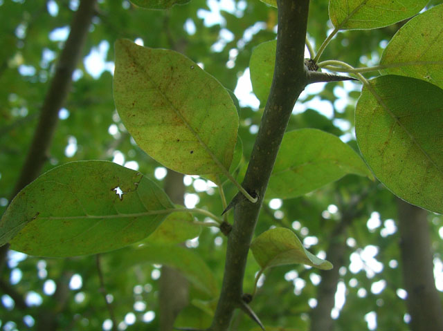 Maclura pomifera (Osage orange) #20107