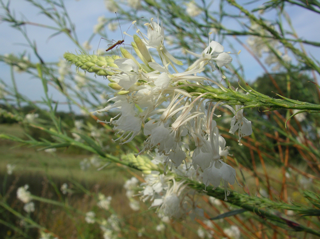 Stenosiphon linifolius (False gaura) #20128