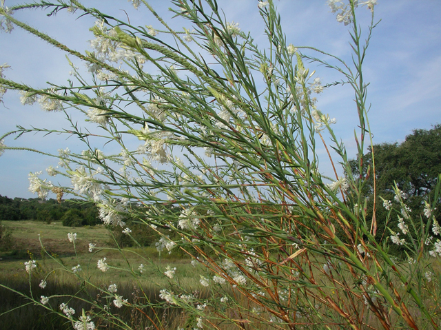 Stenosiphon linifolius (False gaura) #20129