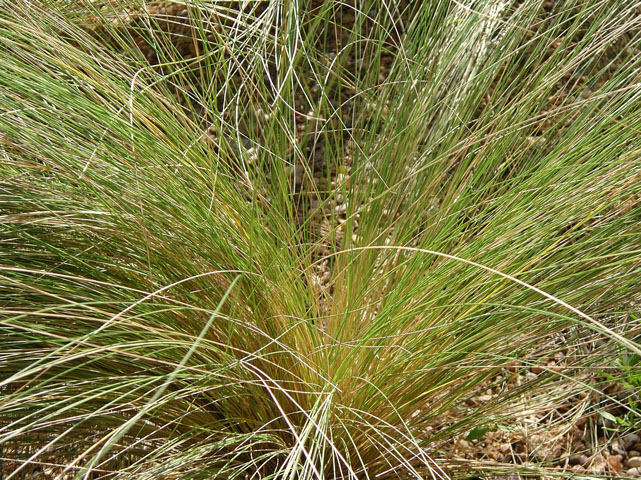 Nassella tenuissima (Mexican feathergrass) #20147