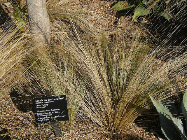 Nassella tenuissima (Mexican feathergrass) #20148