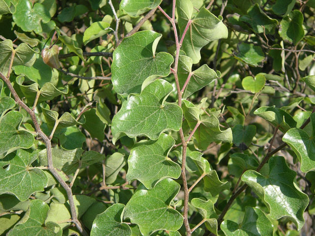 Cercis canadensis var. mexicana (Mexican redbud) #20152