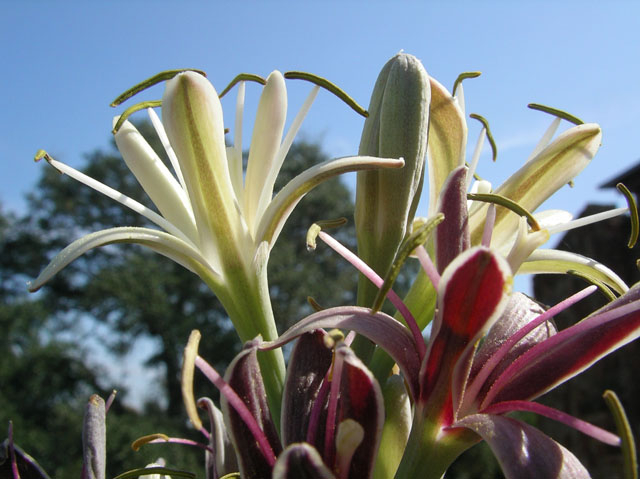 Manfreda maculosa (False aloe) #20154