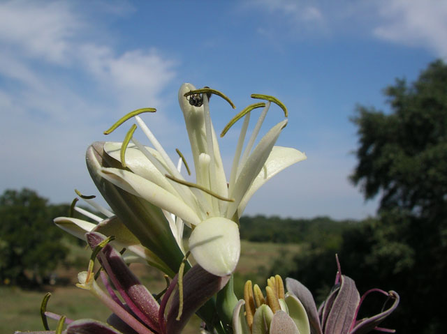 Manfreda maculosa (False aloe) #20155