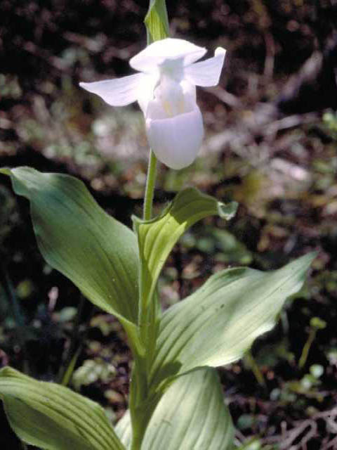 Cypripedium reginae (Showy lady's slipper) #15391