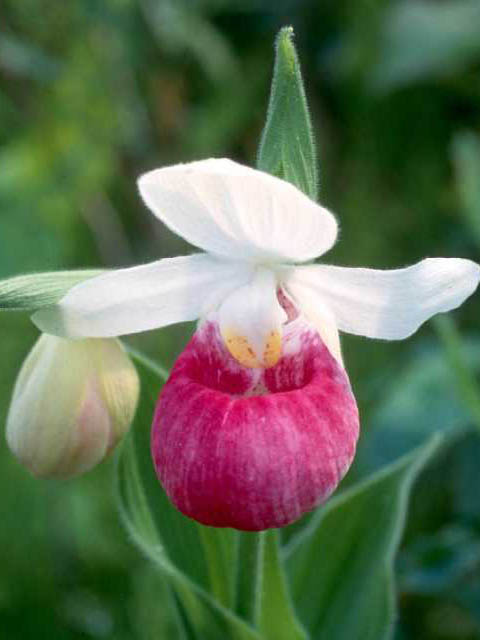 Cypripedium reginae (Showy lady's slipper) #15392