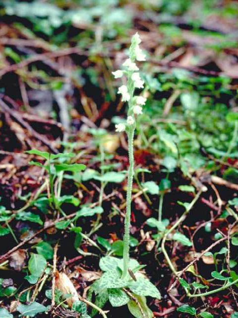 Goodyera repens (Lesser rattlesnake plantain) #15400