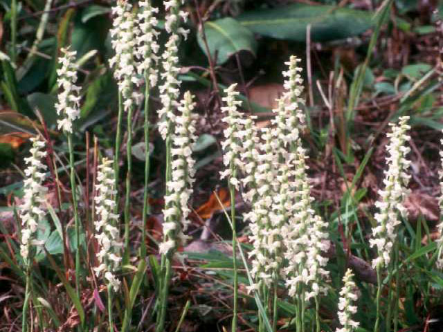 Spiranthes cernua (Nodding ladies'-tresses) #15448