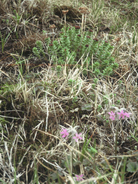 Primula tschuktschorum (Chukchi primrose) #19361