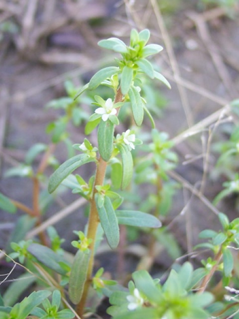 Veronica peregrina (American speedwell) #17055