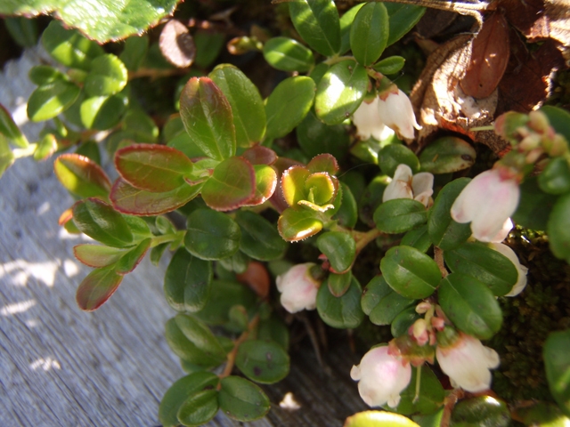 Vaccinium vitis-idaea (Lingonberry) #27746