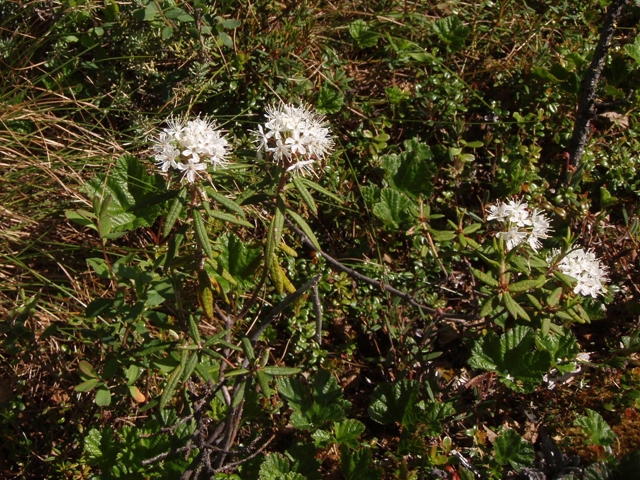 Ledum palustre (Marsh labrador tea) #27747