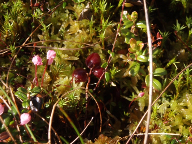 Vaccinium vitis-idaea (Lingonberry) #27749