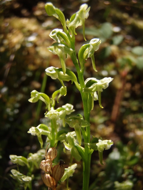 Platanthera hyperborea (Northern green orchid) #27790