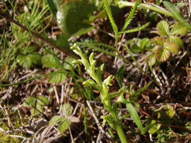 Platanthera hyperborea (Northern green orchid) #27809