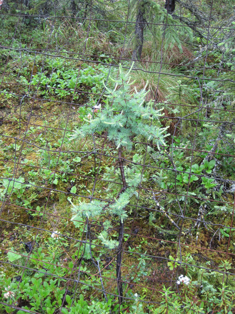 Larix laricina (Tamarack) #28681