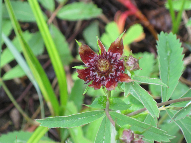 Comarum palustre (Purple cinquefoil) #28686