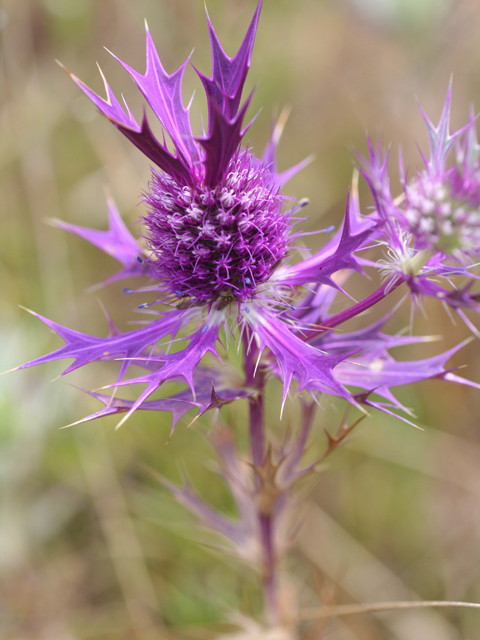 Eryngium leavenworthii (Leavenworth's eryngo) #28714