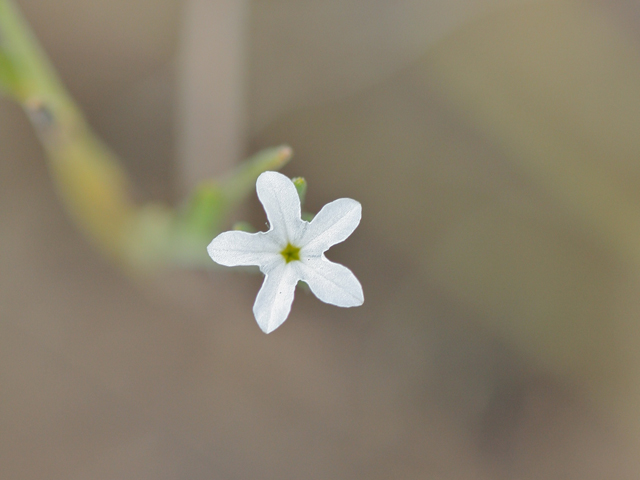 Heliotropium tenellum (Pasture heliotrope) #28718