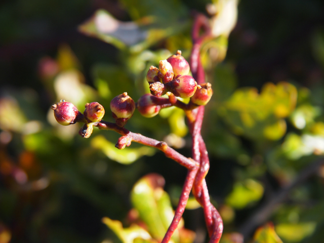 Cuscuta exaltata (Tree dodder) #28743