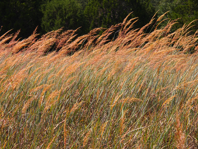 Sorghastrum nutans (Indiangrass) #28767