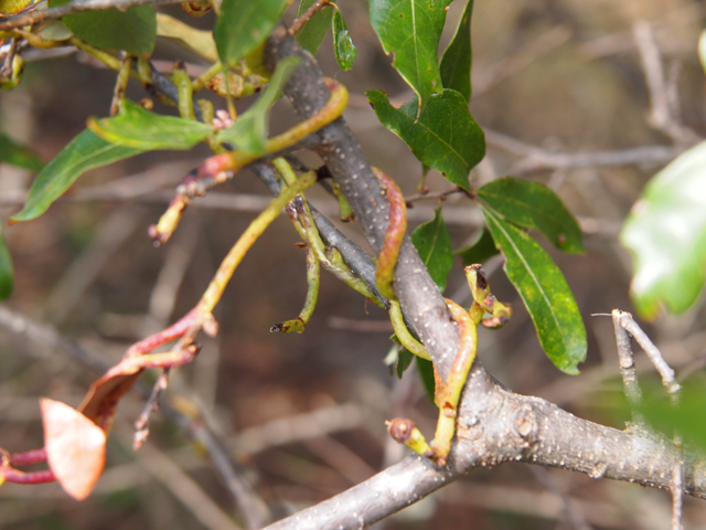 Cuscuta exaltata (Tree dodder) #28794