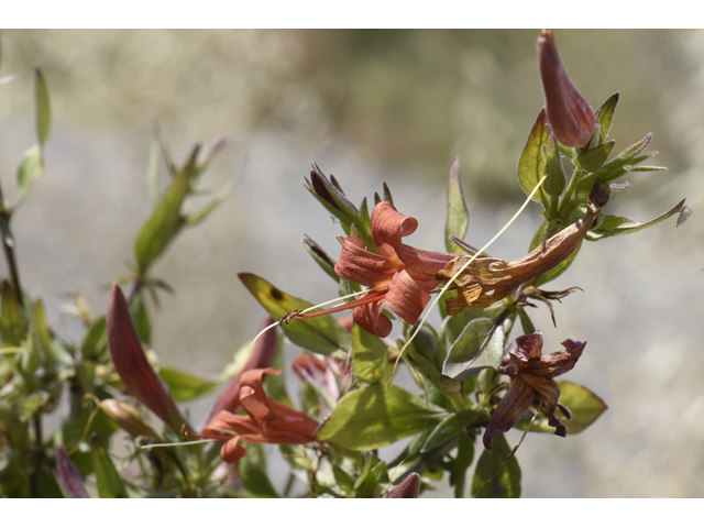 Anisacanthus thurberi (Thurber's desert honeysuckle) #46502