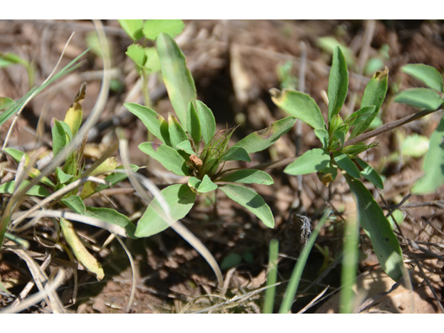 Dyschoriste schiedeana var. decumbens (Spreading snakeherb) #46524