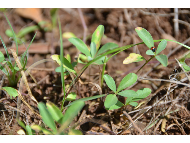 Dyschoriste schiedeana var. decumbens (Spreading snakeherb) #46525