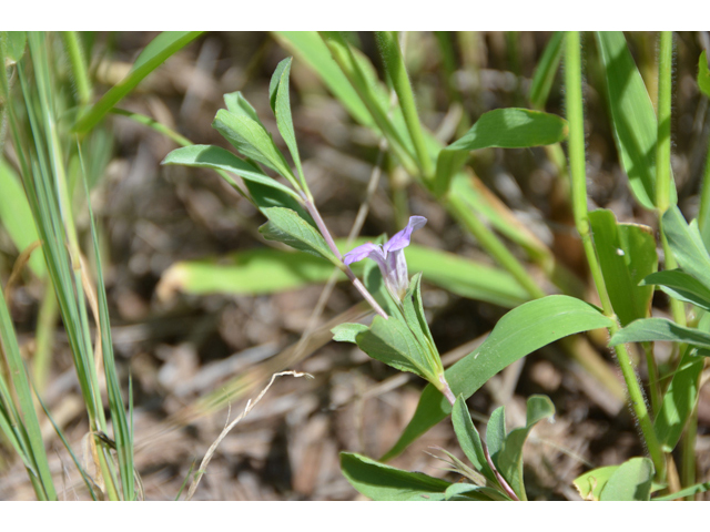 Dyschoriste schiedeana var. decumbens (Spreading snakeherb) #46526