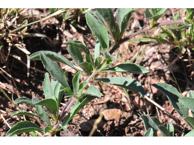 Dyschoriste schiedeana var. decumbens (Spreading snakeherb) #46544