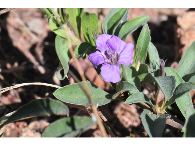 Dyschoriste schiedeana var. decumbens (Spreading snakeherb) #46545