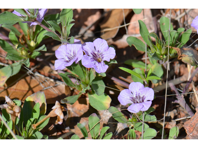 Dyschoriste schiedeana var. decumbens (Spreading snakeherb) #46549